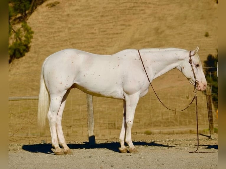 Appaloosa Caballo castrado 11 años 155 cm White/Blanco in Tres Pinos
