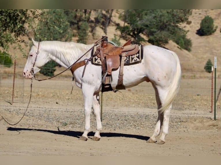 Appaloosa Caballo castrado 11 años 155 cm White/Blanco in Tres Pinos