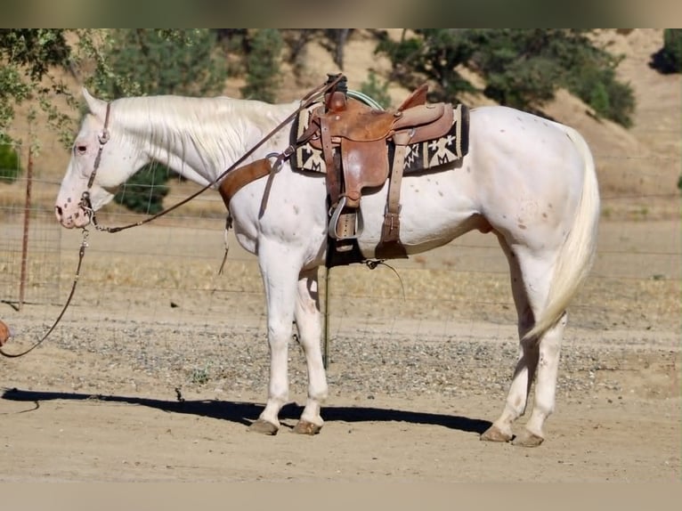 Appaloosa Caballo castrado 11 años 155 cm White/Blanco in Tres Pinos