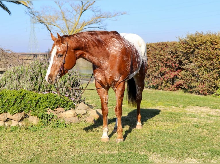 Appaloosa Caballo castrado 11 años 157 cm Alazán-tostado in Pleasant Grove CA
