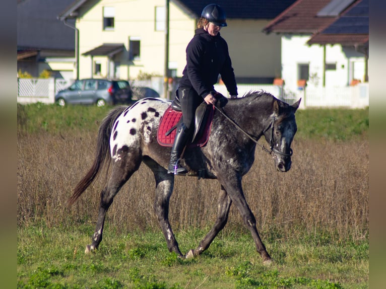 Appaloosa Caballo castrado 11 años 160 cm in Wien, Donaustadt