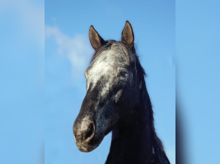 Appaloosa Caballo castrado 11 años 160 cm in Wien, Donaustadt