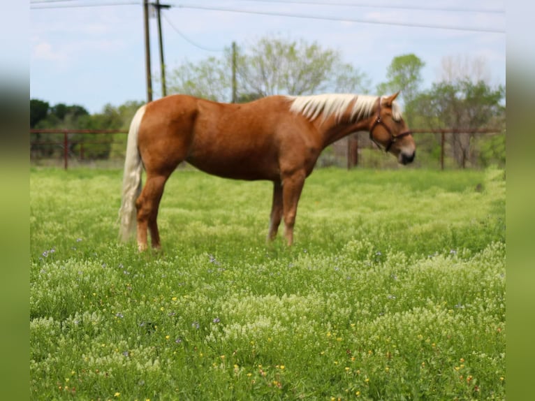 Appaloosa Caballo castrado 11 años Alazán-tostado in Paicines CA