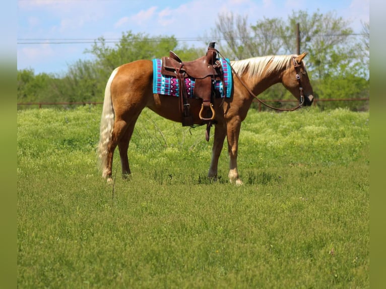 Appaloosa Caballo castrado 11 años Alazán-tostado in Paicines CA