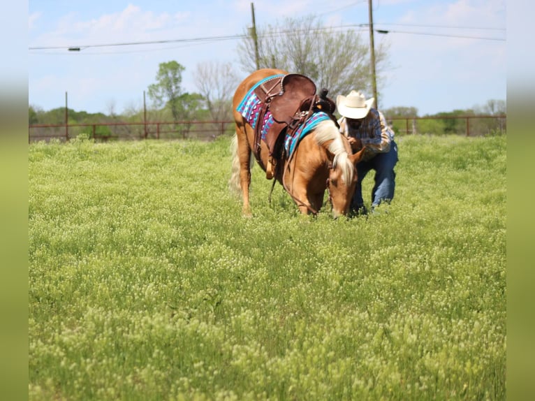 Appaloosa Caballo castrado 11 años Alazán-tostado in Paicines CA