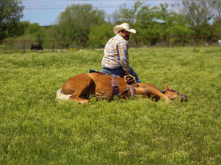 Appaloosa Caballo castrado 11 años Alazán-tostado in Paicines CA