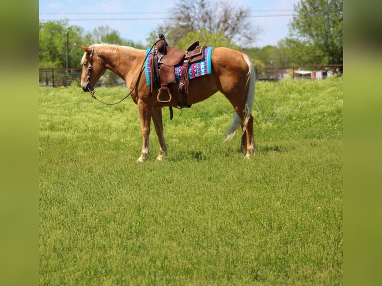 Appaloosa Caballo castrado 11 años Alazán-tostado in Paicines CA