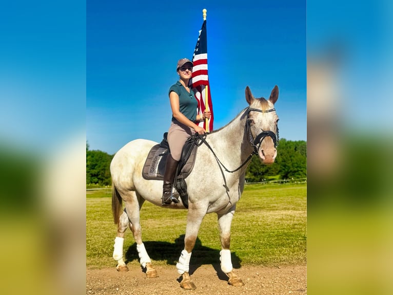 Appaloosa Caballo castrado 11 años Ruano alazán in Texarkana TX