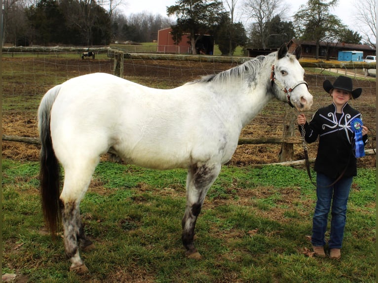 Appaloosa Caballo castrado 12 años 137 cm in Borden IN