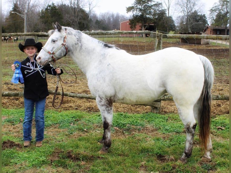 Appaloosa Caballo castrado 12 años 137 cm in Borden IN