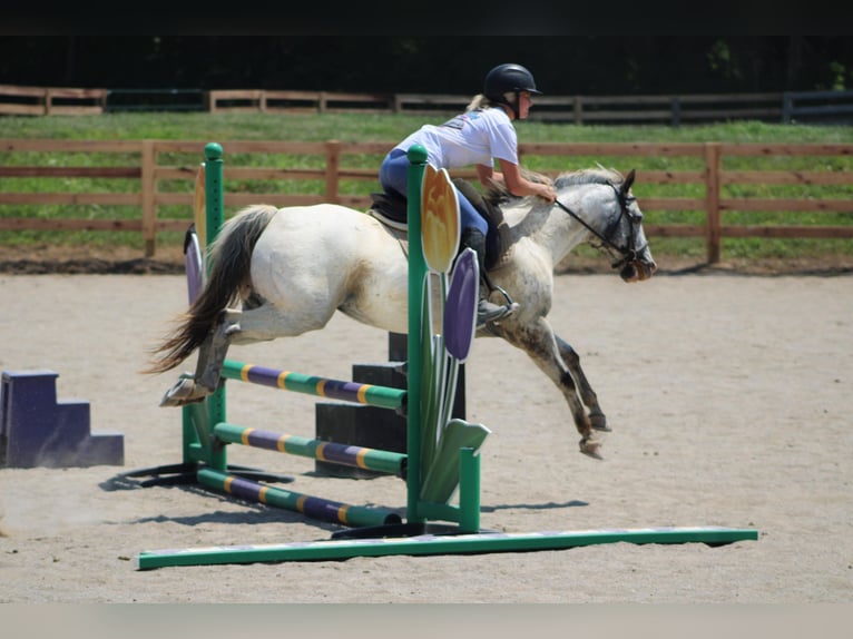 Appaloosa Caballo castrado 12 años 137 cm in Borden IN