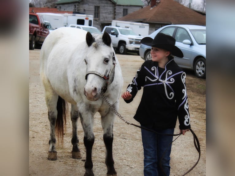 Appaloosa Caballo castrado 12 años 137 cm Tordo in Borden IN