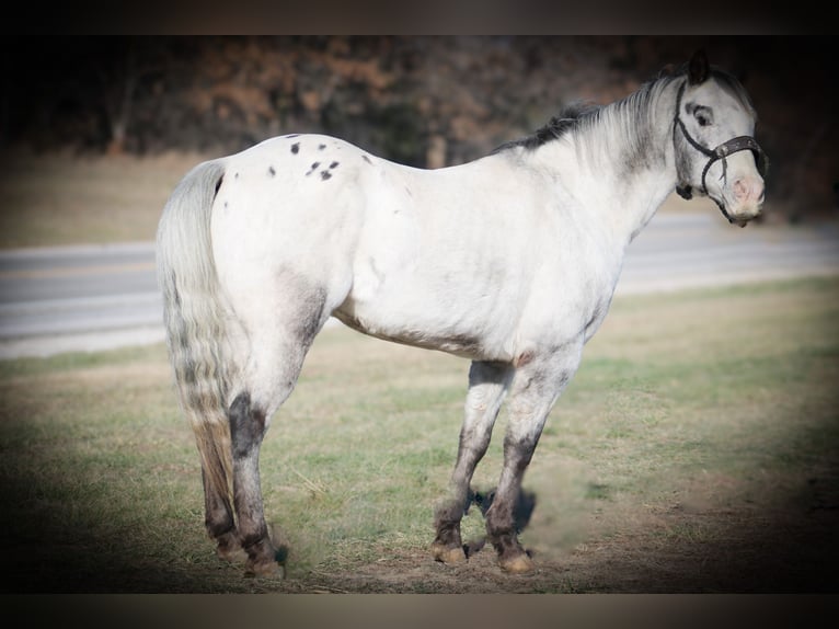 Appaloosa Caballo castrado 12 años 137 cm Tordo in Princeton MO