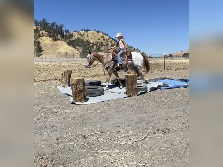 Appaloosa Caballo castrado 12 años 142 cm Alazán-tostado in Paicines CA