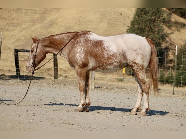 Appaloosa Caballo castrado 12 años 142 cm Alazán-tostado in Paicines CA