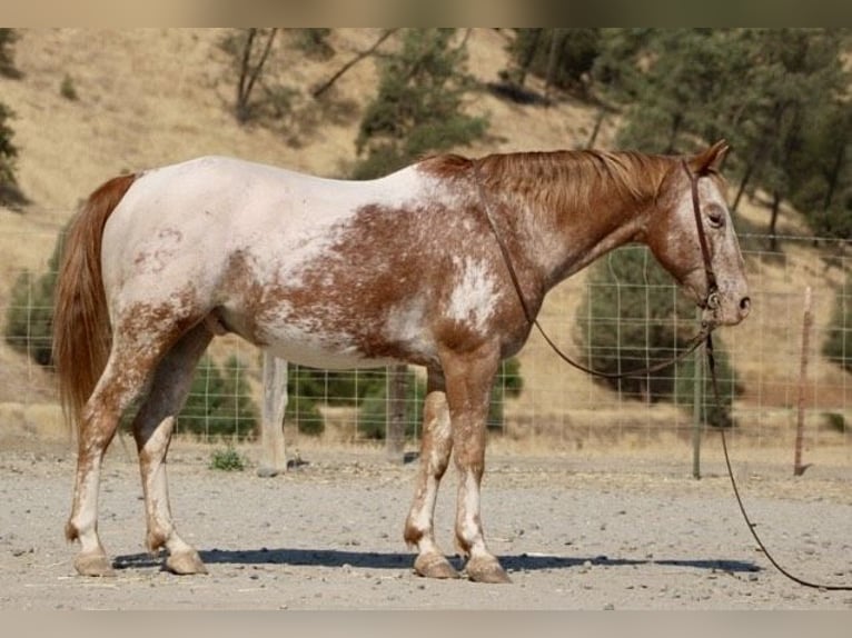 Appaloosa Caballo castrado 12 años 142 cm Alazán-tostado in Paicines CA