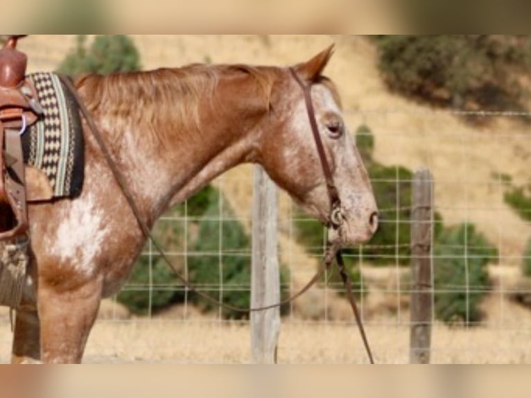 Appaloosa Caballo castrado 12 años 142 cm Alazán-tostado in Paicines CA