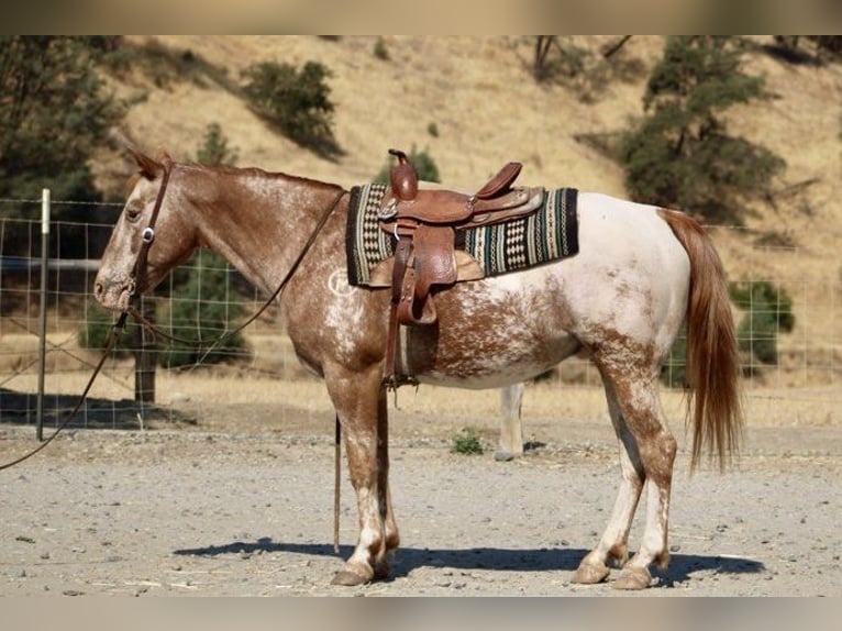 Appaloosa Caballo castrado 12 años 142 cm Alazán-tostado in Paicines CA