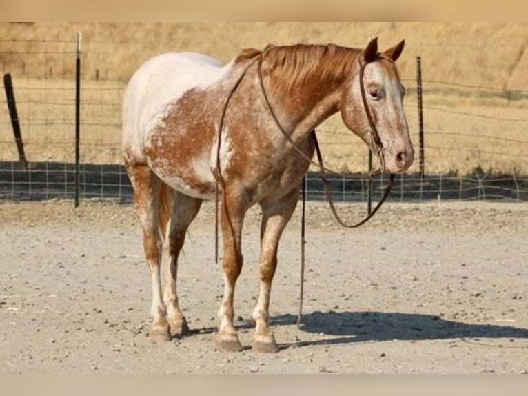 Appaloosa Caballo castrado 12 años 142 cm Alazán-tostado in Paicines CA