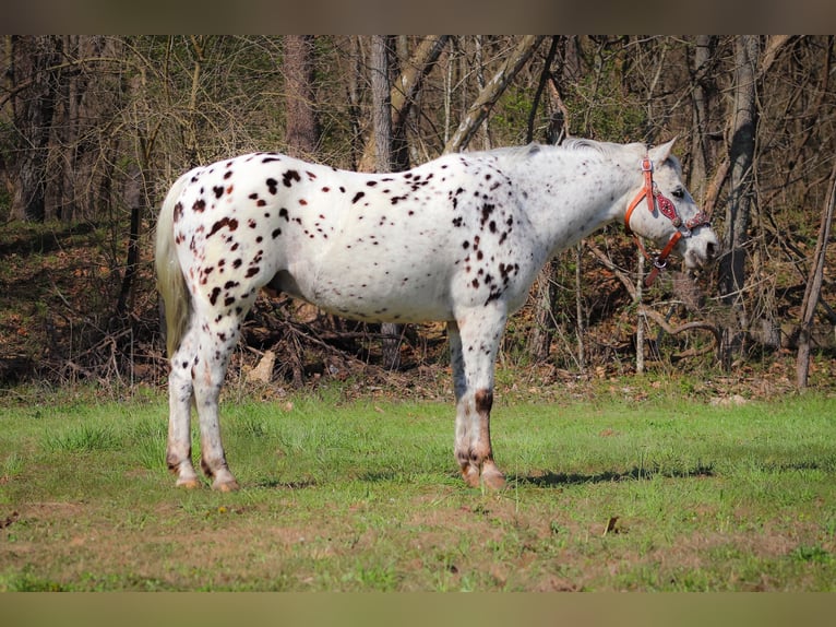 Appaloosa Caballo castrado 12 años 145 cm White/Blanco in FLEMINGSBURG, KY