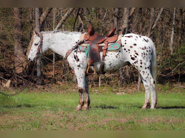 Appaloosa Caballo castrado 12 años 145 cm White/Blanco in FLEMINGSBURG, KY