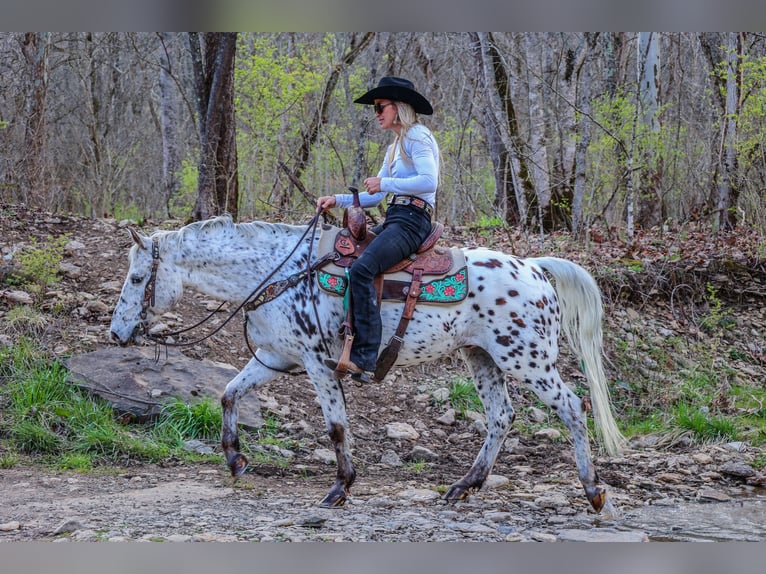 Appaloosa Caballo castrado 12 años 145 cm White/Blanco in FLEMINGSBURG, KY