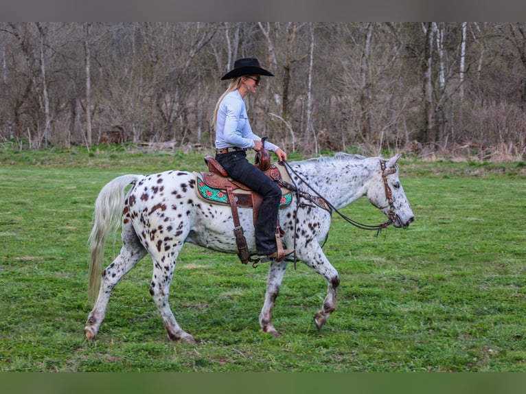 Appaloosa Caballo castrado 12 años 145 cm White/Blanco in FLEMINGSBURG, KY