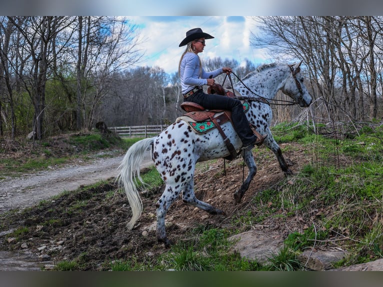 Appaloosa Caballo castrado 12 años 145 cm White/Blanco in FLEMINGSBURG, KY