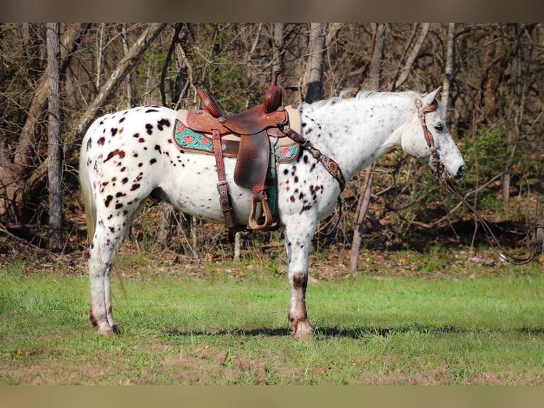 Appaloosa Caballo castrado 12 años 145 cm White/Blanco in FLEMINGSBURG, KY