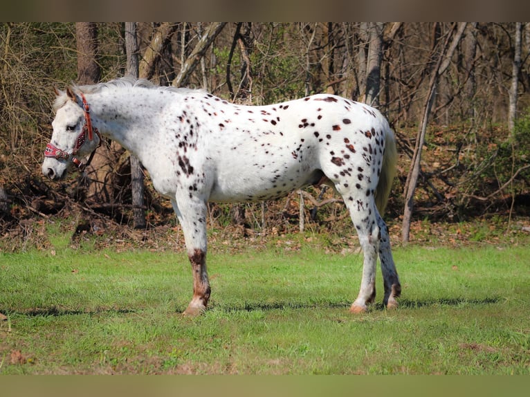 Appaloosa Caballo castrado 12 años 145 cm White/Blanco in FLEMINGSBURG, KY