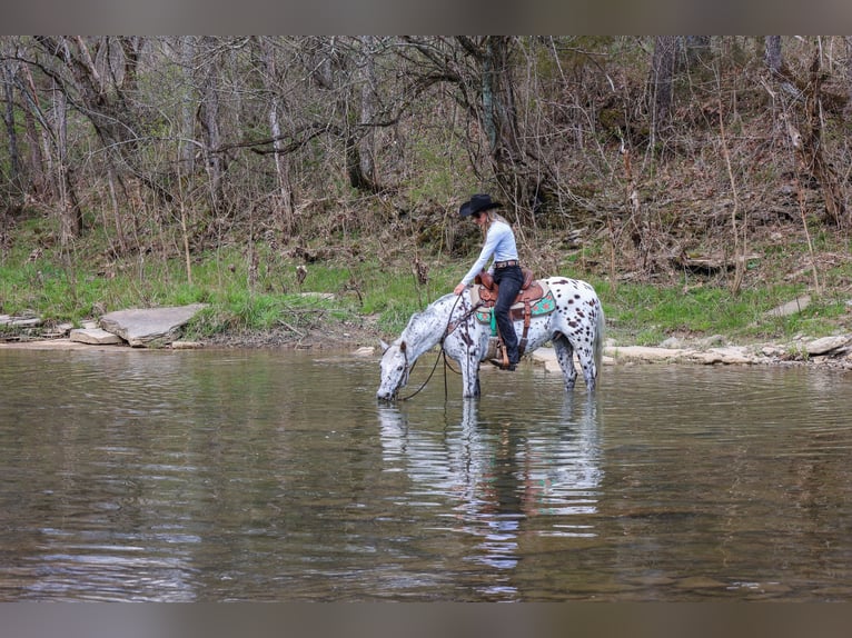 Appaloosa Caballo castrado 12 años 145 cm White/Blanco in FLEMINGSBURG, KY