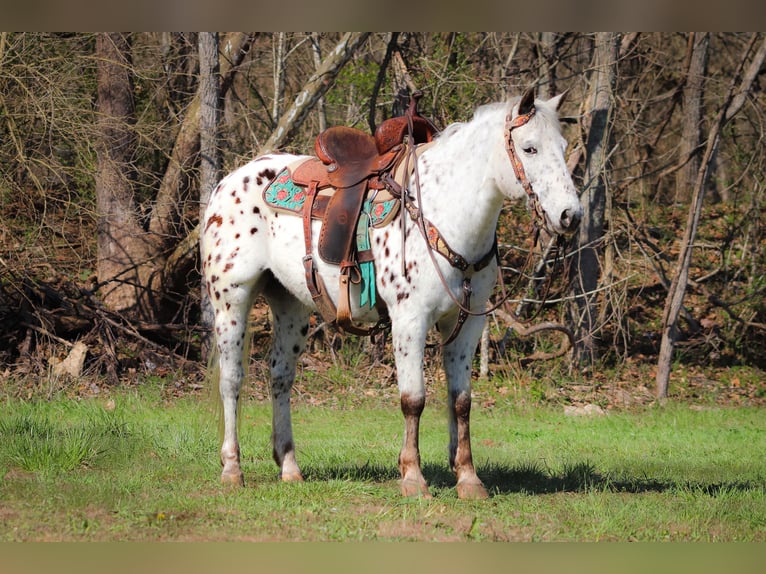 Appaloosa Caballo castrado 12 años 145 cm White/Blanco in FLEMINGSBURG, KY