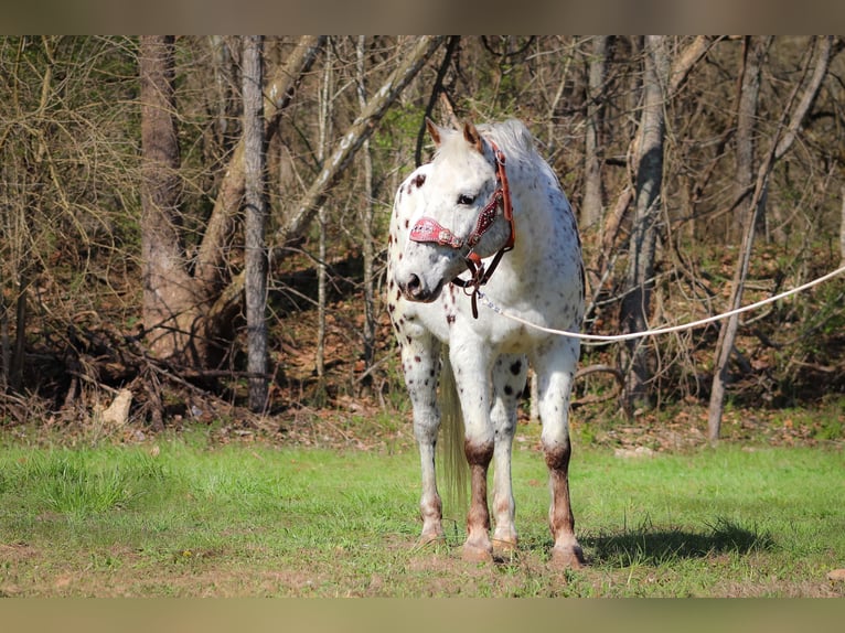 Appaloosa Caballo castrado 12 años 145 cm White/Blanco in FLEMINGSBURG, KY