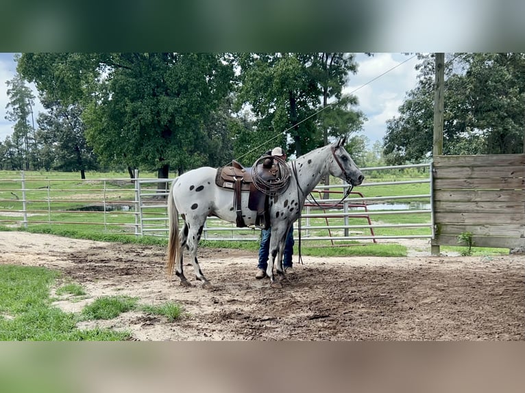 Appaloosa Caballo castrado 12 años 147 cm in Hartsville