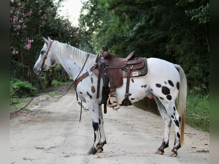 Appaloosa Caballo castrado 12 años 147 cm in Hartsville