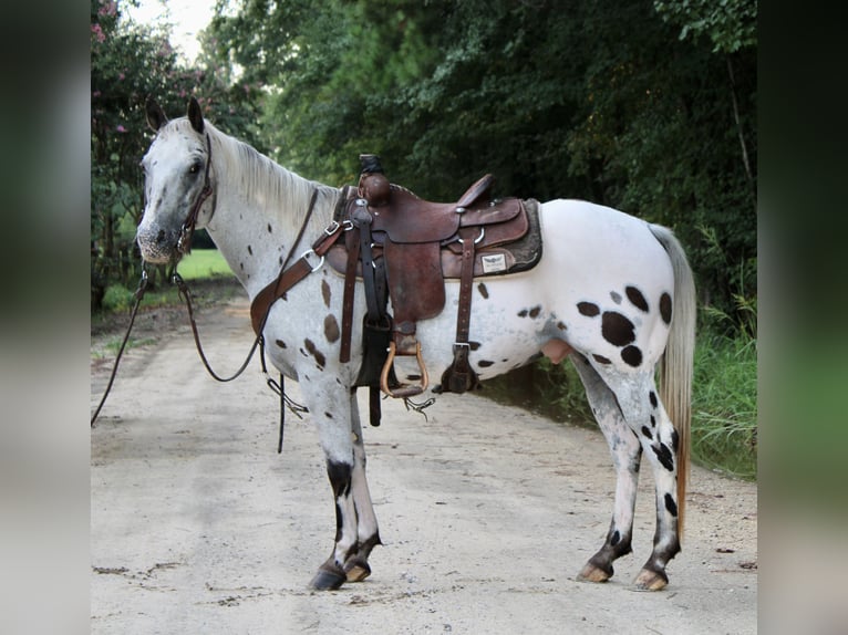 Appaloosa Caballo castrado 12 años 147 cm in Hartsville