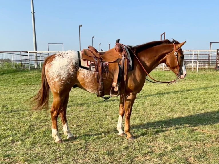 Appaloosa Caballo castrado 12 años 152 cm Alazán rojizo in Waco TX