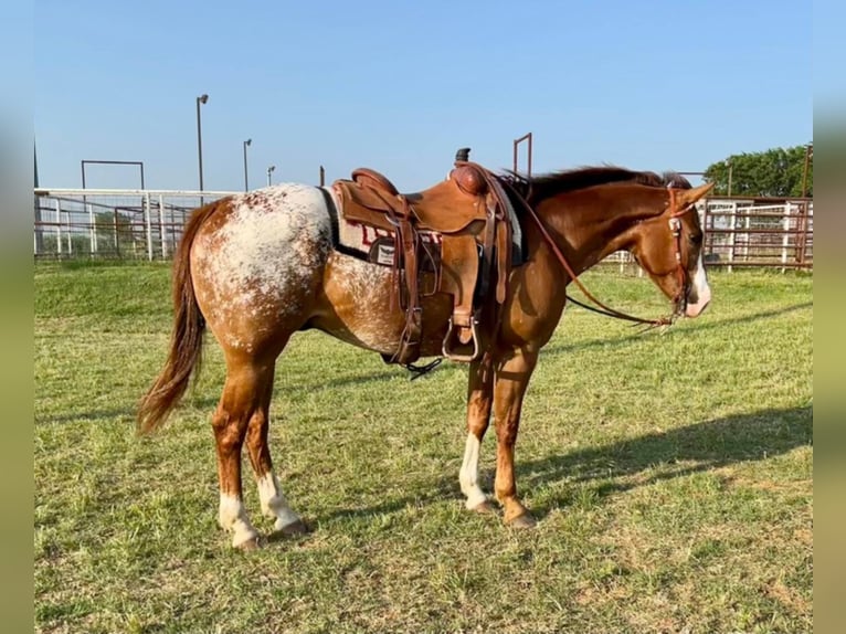 Appaloosa Caballo castrado 12 años 152 cm Alazán rojizo in Waco TX