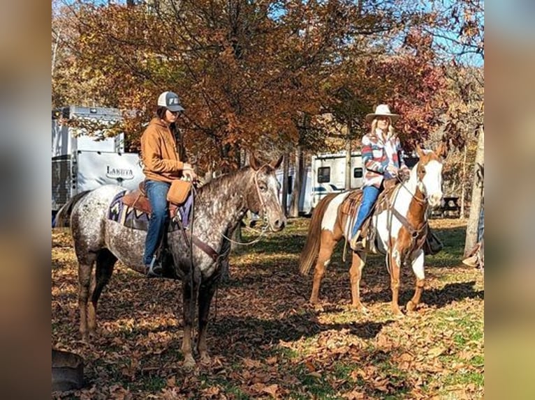 Appaloosa Caballo castrado 12 años 152 cm Alazán-tostado in Borden, IN