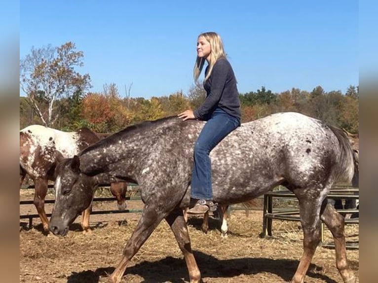 Appaloosa Caballo castrado 12 años 152 cm Alazán-tostado in Borden, IN