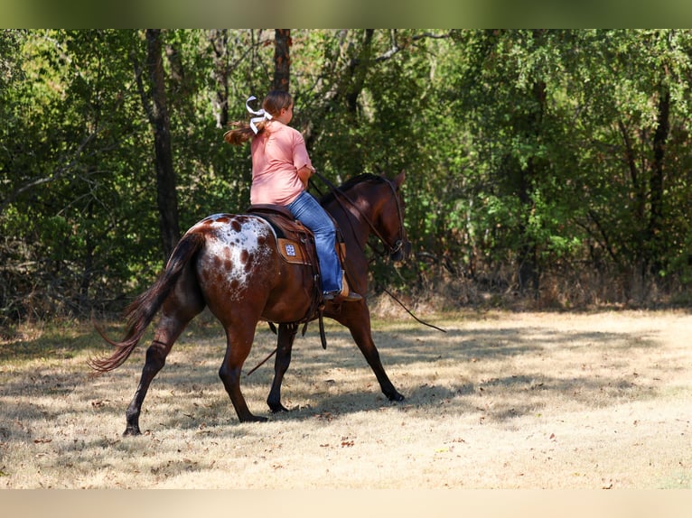 Appaloosa Caballo castrado 12 años 152 cm  in Terrell