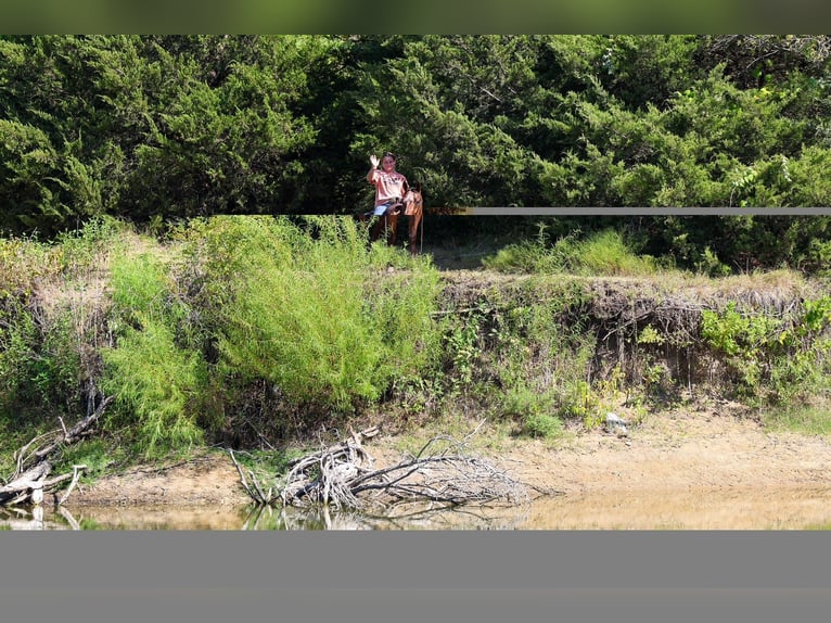 Appaloosa Caballo castrado 12 años 152 cm  in Terrell