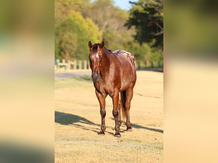 Appaloosa Caballo castrado 12 años 152 cm  in Terrell