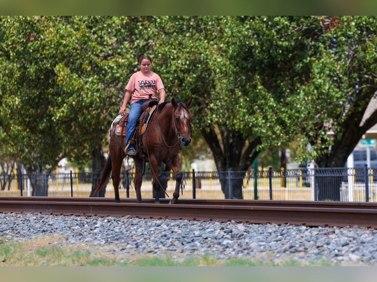 Appaloosa Caballo castrado 12 años 152 cm  in Terrell