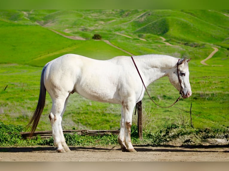 Appaloosa Caballo castrado 12 años 152 cm Ruano alazán in Paicines CA