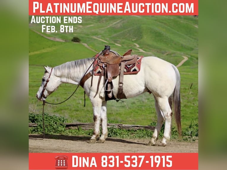 Appaloosa Caballo castrado 12 años 152 cm Ruano alazán in Paicines CA