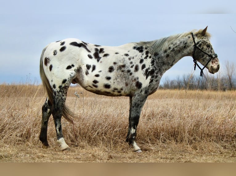 Appaloosa Caballo castrado 12 años 152 cm White/Blanco in Ida Grove