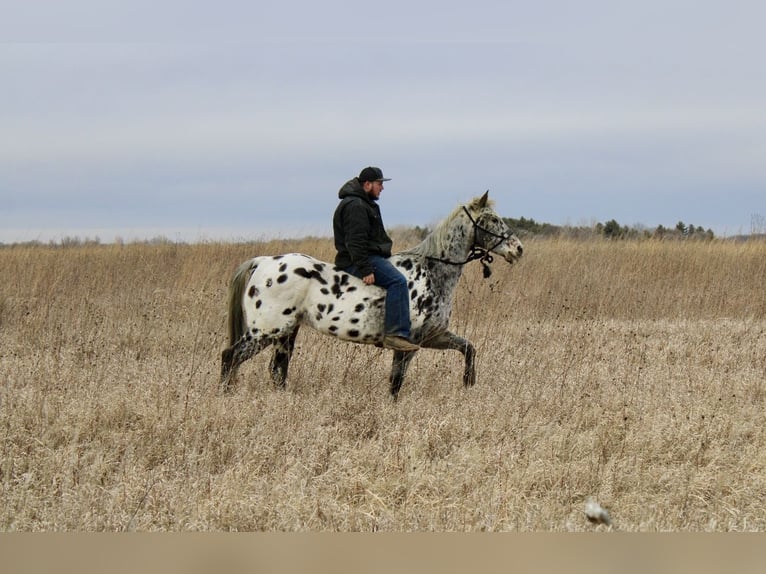 Appaloosa Caballo castrado 12 años 152 cm White/Blanco in Ida Grove