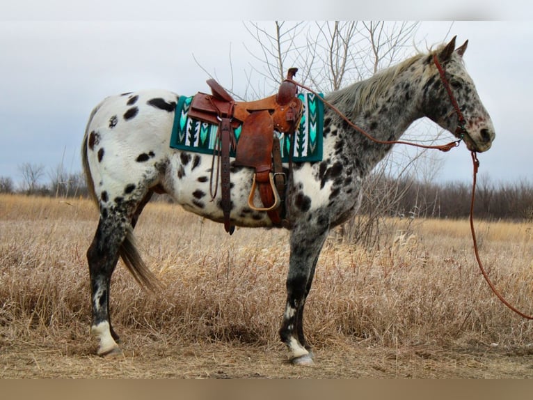 Appaloosa Caballo castrado 12 años 152 cm White/Blanco in Ida Grove