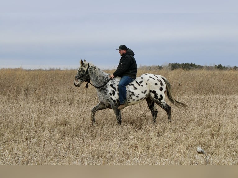 Appaloosa Caballo castrado 12 años 152 cm White/Blanco in Ida Grove